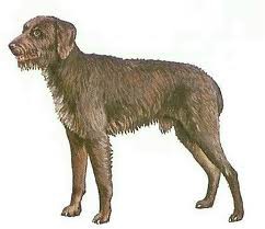 Deutscher Stichelhaariger Vorstehhund